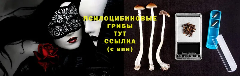 мега рабочий сайт  Серов  Галлюциногенные грибы Psilocybe  цены наркотик 